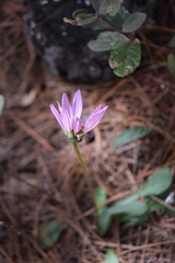 Iostephane heterophylla