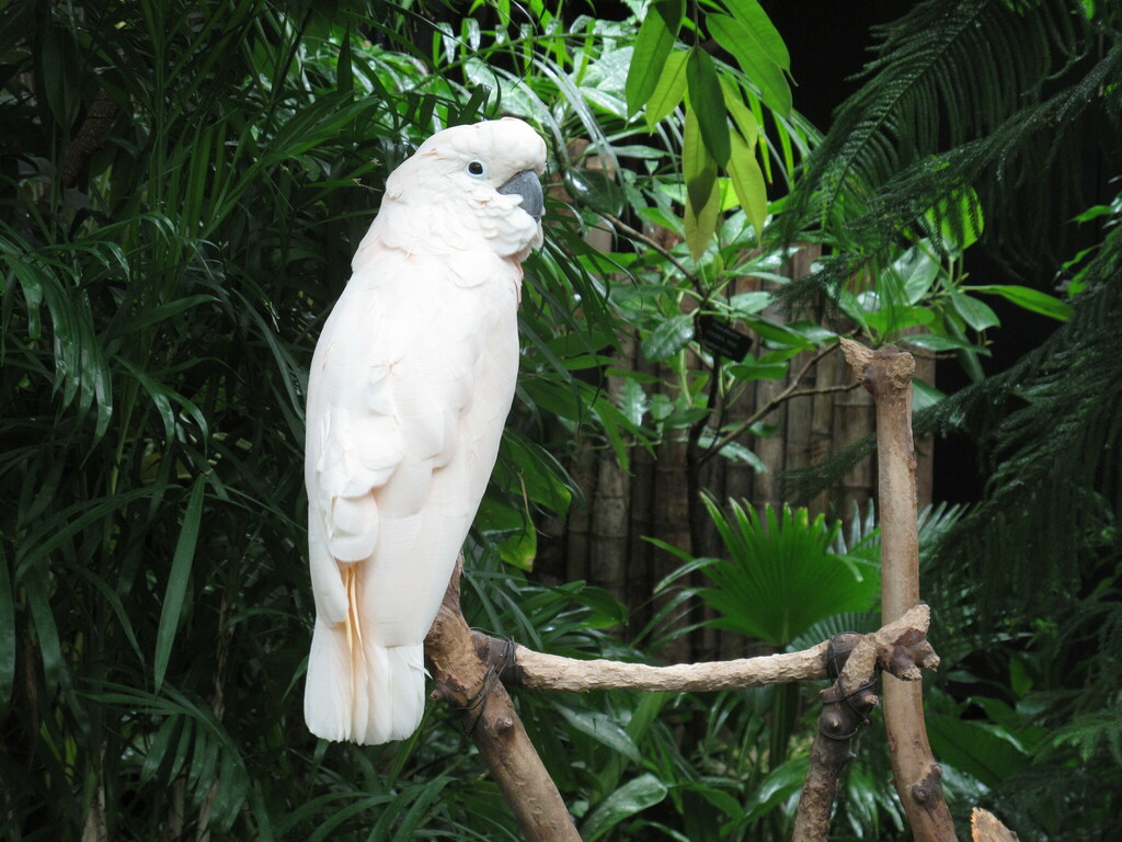 Salmon-crested Cockatoo