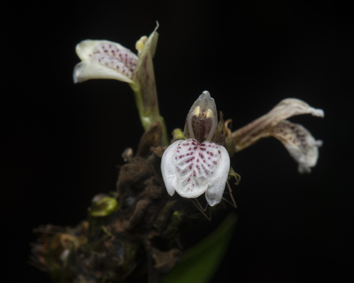 Adolf Wegener plant, Gendarussa