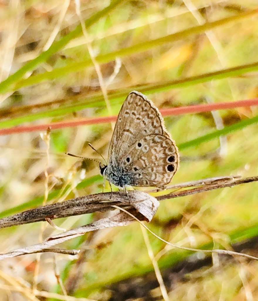 Hemiargus ceraunus astenidas from Amozoc, Pue., México on August 30 ...