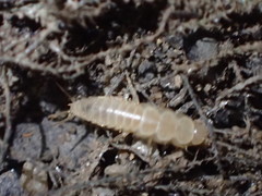 Nicoletiidae
