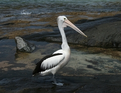 Australian Pelican photo 4