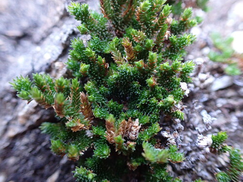 Image of Selaginella eremophila by no rights reserved