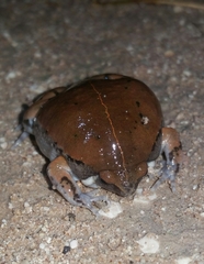 Hypopachus variolosus