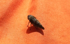 Aphrophora corticea