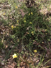 Aureolaria pedicularia