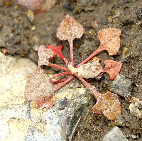 Goldencarpet Buckwheat foliage