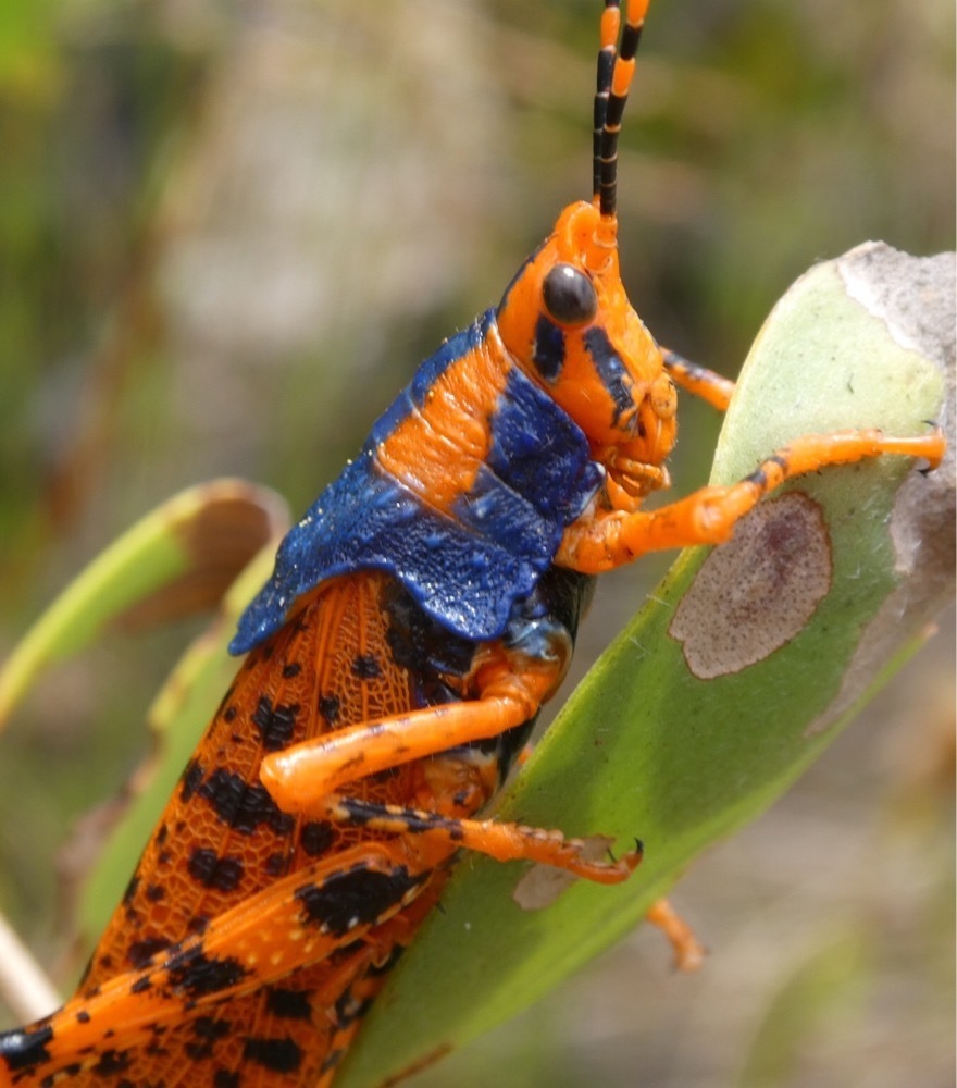 Leichhardt's grasshopper in October 2018 by QuestaGame. Sighting and ...