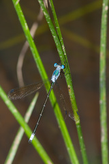 Lestes eurinus