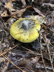 Tricholoma sejunctum