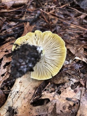 Tricholoma sejunctum