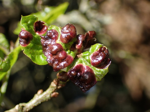 Two-horned Gall Wasp photo 6