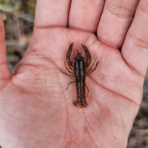 Prominence Riverlet Crayfish