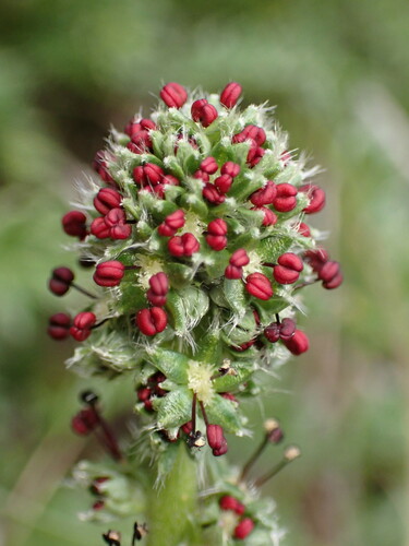 Argentinian biddy-biddy (Acaena pinnatifida)