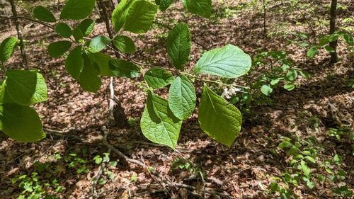 Image of Bigleaf Snowbell (Styrax grandifolius) by (c) Joseph Aubert, some rights reserved (CC BY)