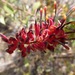 Flame Grevillea - Photo (c) QuestaGame, some rights reserved (CC BY-NC-ND), uploaded by QuestaGame