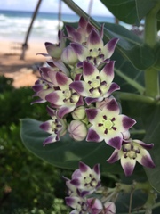 Calotropis procera