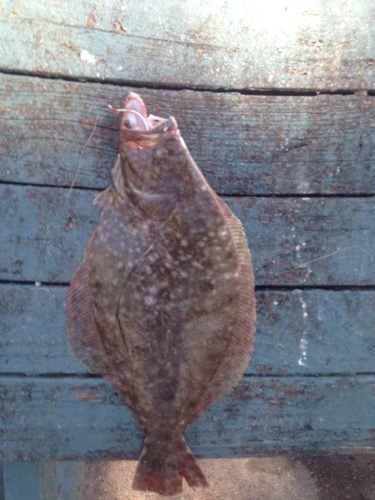 Southern Flounder