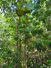 Coccoloba pubescens