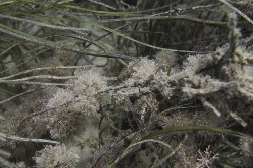 Jania micrarthrodia (Jania micrarthrodia)