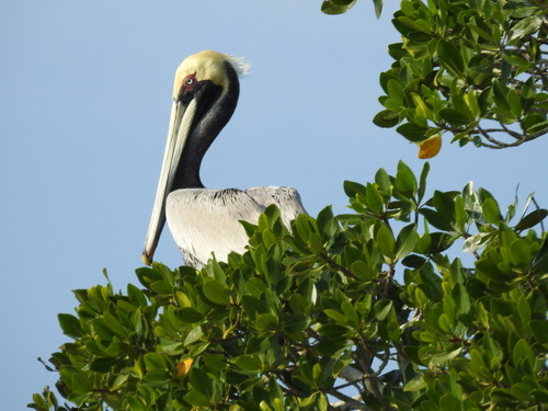 Brown Pelican photographed in Florida