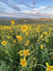 Monolopia lanceolata