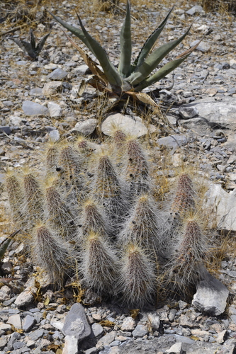Echinocereus occidentalis