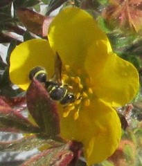 Ancistrocerus bustamente