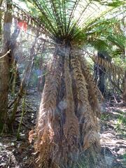 Dicksonia fibrosa