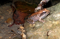 Rana italica