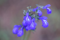 Salvia laevis