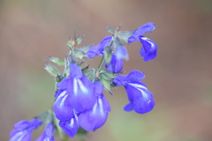 Salvia laevis