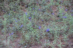Salvia laevis