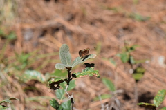 Lon melane vitellina