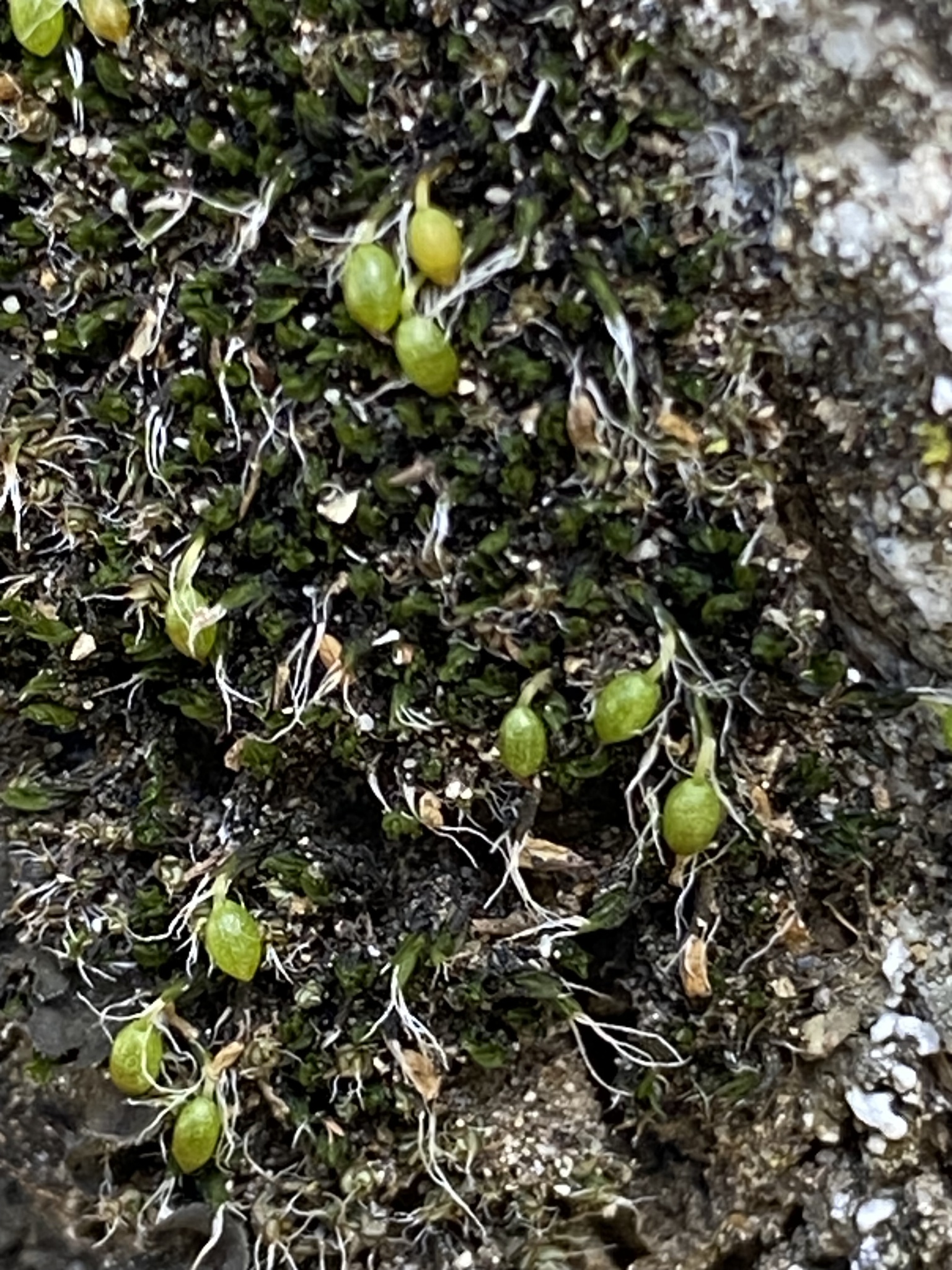 Grimmia moxleyi