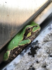 Hyla japonica