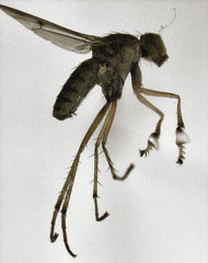 Helichochaetus discifer