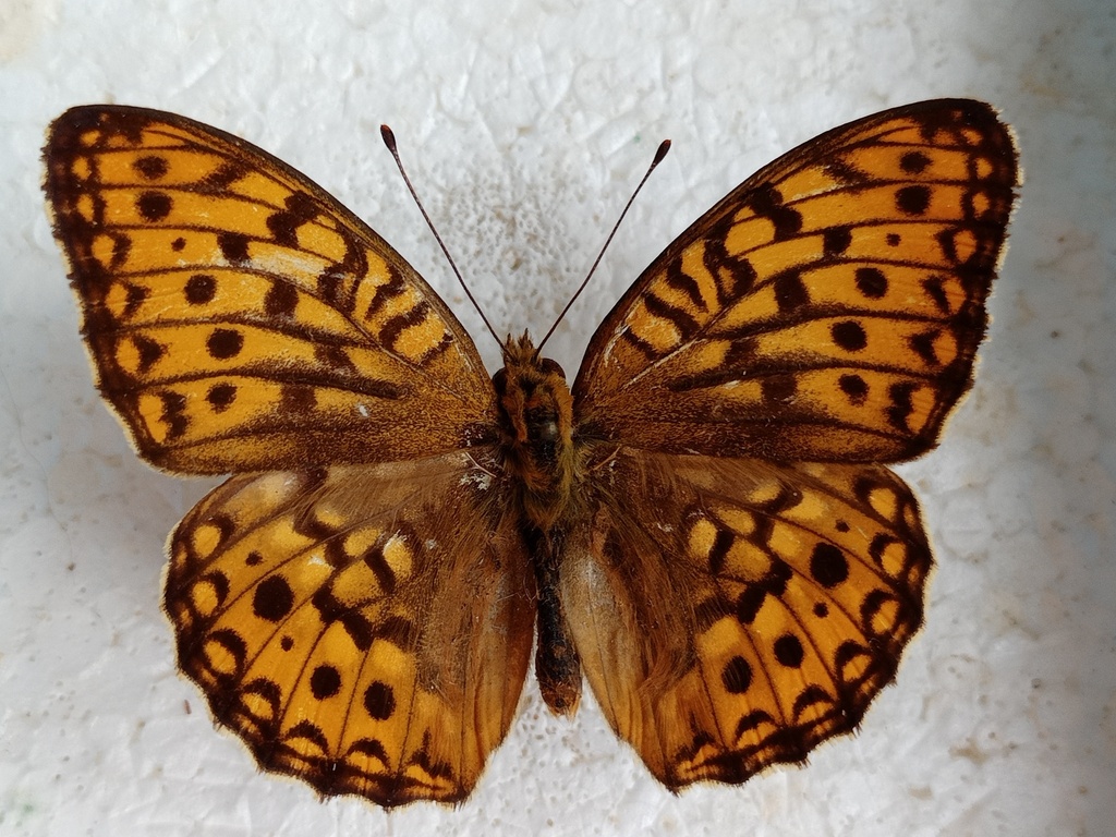 High Brown Fritillary