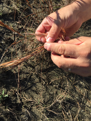 Andropogon longiberbis