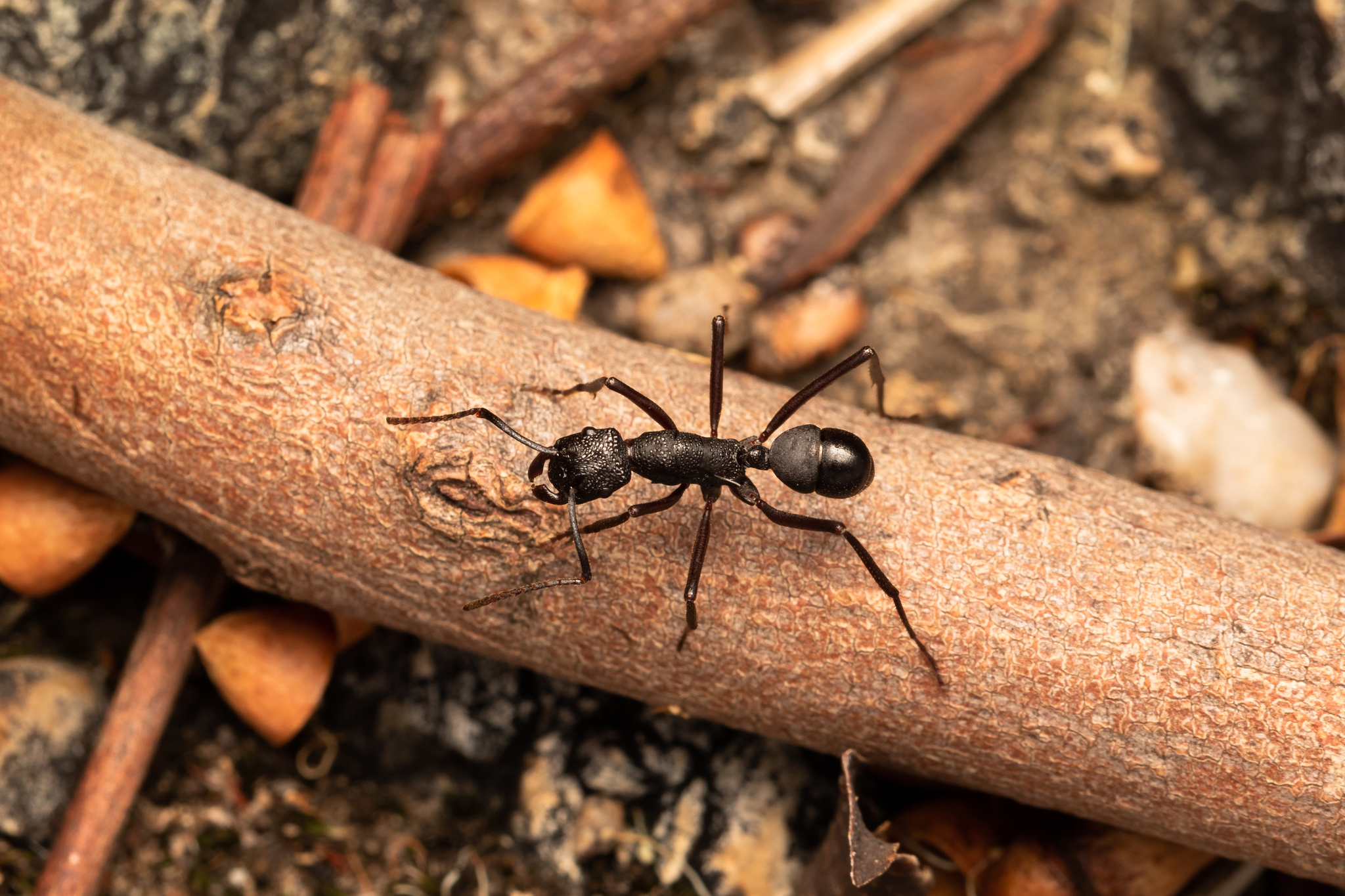 Rhytidoponera maniae