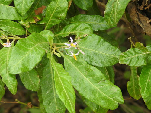 Image of Solanum bahamense by (c) Rachel Stringham, some rights reserved (CC BY)