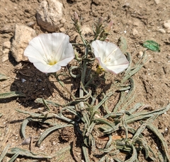Convolvulus × cyprius