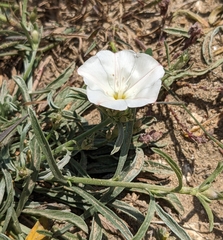 Convolvulus × cyprius, photograph Denis Otkydach, CC BY, iNaturalist via GBIF
