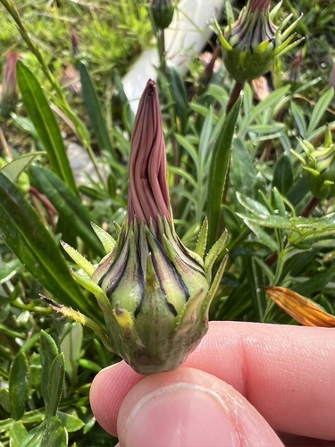 Image of Gazania linearis by no rights reserved