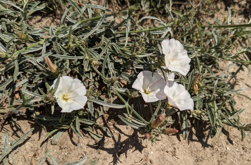 Convolvulus × cyprius, photograph 2