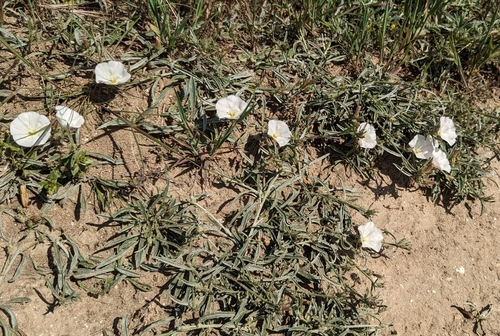 Convolvulus × cyprius, photograph 3