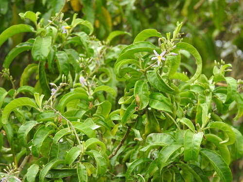 Image of Solanum bahamense by (c) Rachel Stringham, some rights reserved (CC BY)