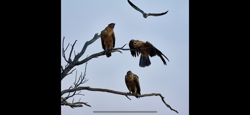 Southern Tawny Eagle