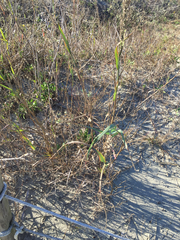 Panicum amarum