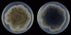 Manchas-foliares (Drechslera halodes)